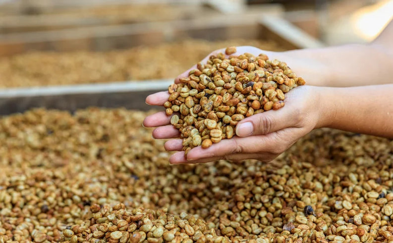 Le traitement HONEY du café : entre le Lavé et le Naturel