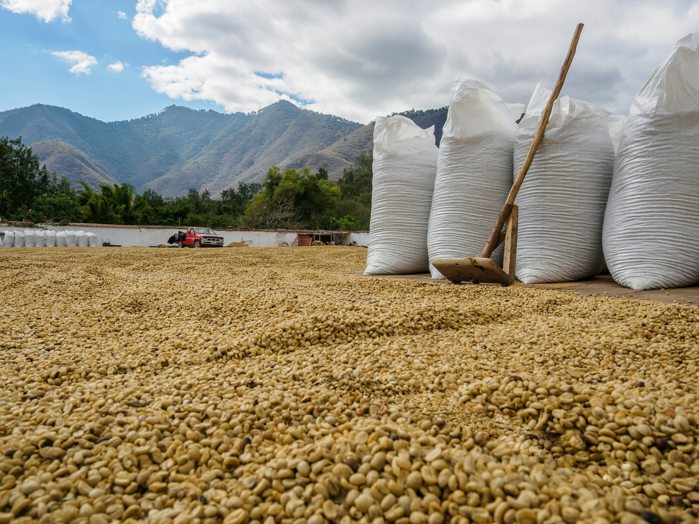 Le traitement NATUREL du café : lorsque la Cerise du Café sèche avec le grain