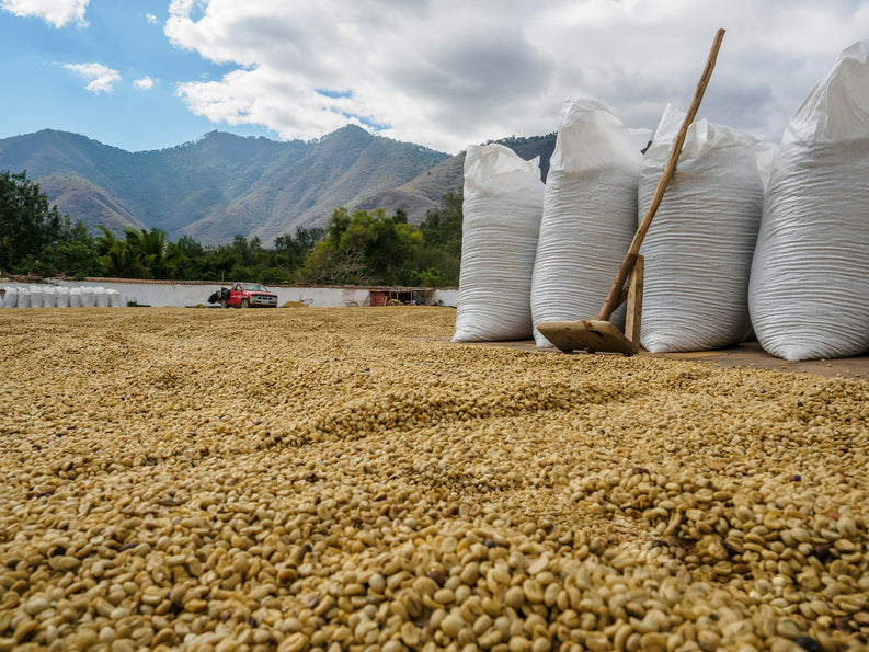 Le traitement NATUREL du café : lorsque la Cerise du Café sèche avec le grain