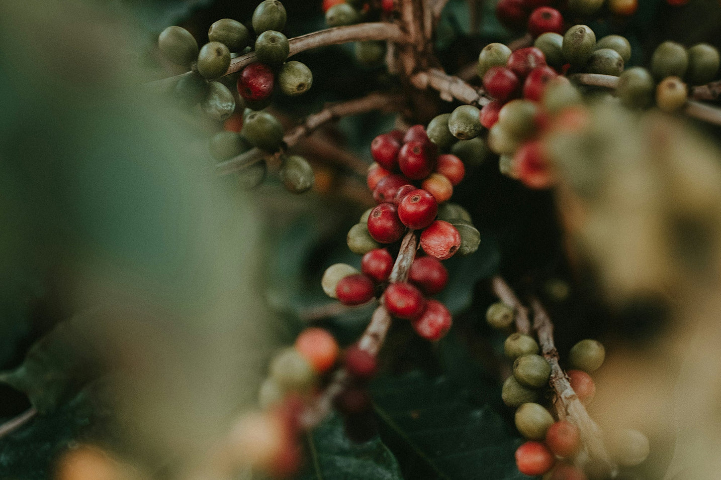 À la découverte du caféier : l’arbre derrière votre tasse de café